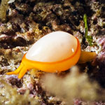 Cystiscus minutissimus